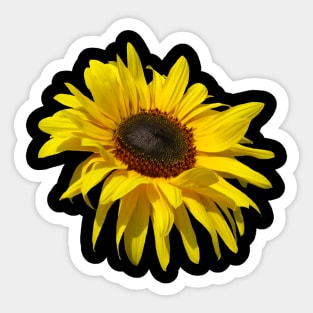 sunflower, sunflowers, blooming flowers, blooms, sun, flower Sticker